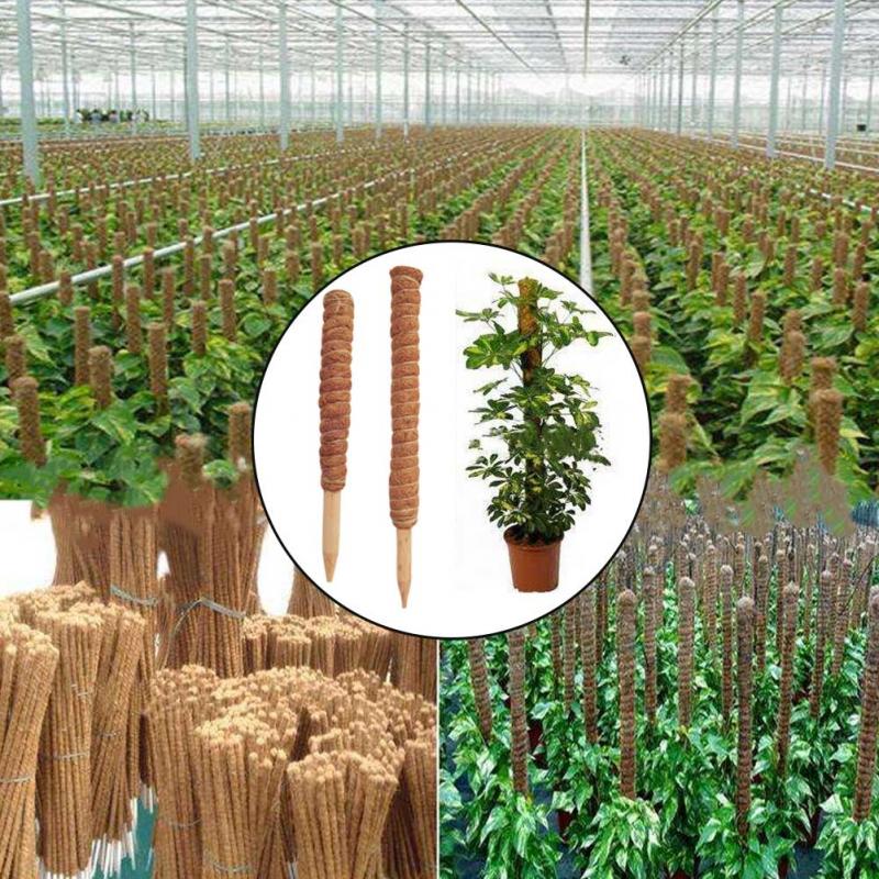 30/40/50cm Plant Climbing Coir - Sphagnum Moss Dry ulasan dan harga