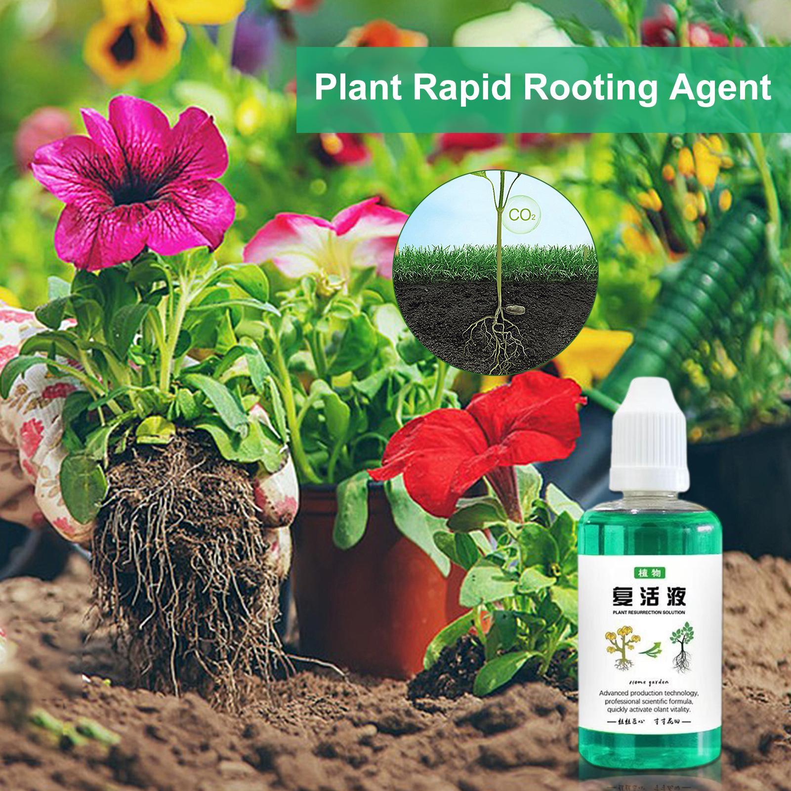 Root Stimulator For Plants 50m - Root Stimulator Liquid ulasan dan harga
