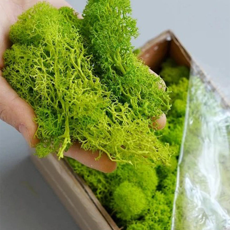 20g Artificial Green Moss Plan - Sphagnum Moss Dry ulasan dan harga